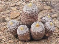 Copiapoa cinerea columna-alba PV 1928_2.jpg